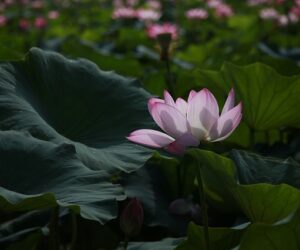 La Creación de un Nuevo Estado de Percepción.