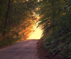 Luz en el Sendero