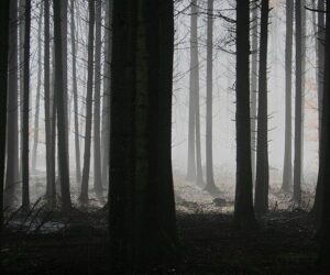 La naturaleza del miedo 1